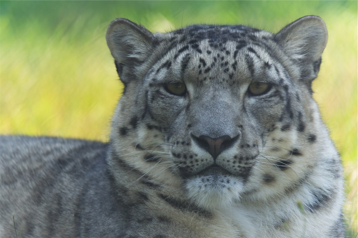 Snow Leopard 0707